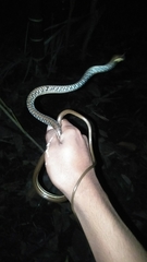 Dendrelaphis pictus