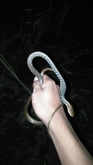Dendrelaphis pictus