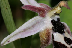 Ophrys reinholdii reinholdii
