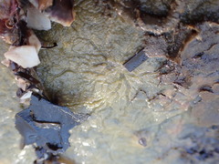 Timea aurantiaca