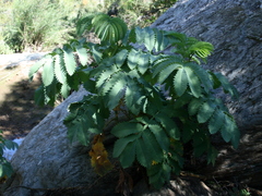 Melianthus