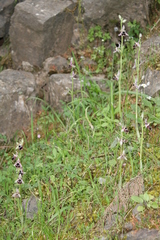 Ophrys reinholdii reinholdii