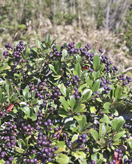 Rhaphiolepis umbellata