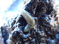 Flabelligera bicolor