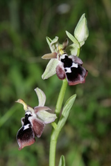 Ophrys reinholdii reinholdii