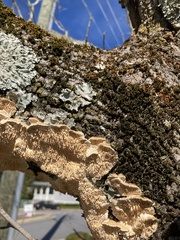 Fungi