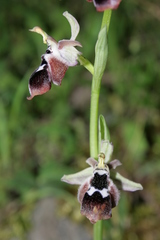 Ophrys reinholdii reinholdii