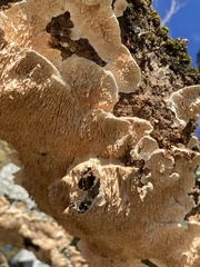 Fungi