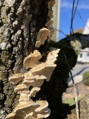 Fungi
