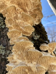 Fungi