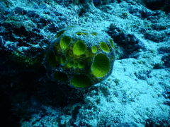 Cinachyra