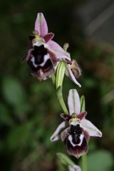 Ophrys reinholdii reinholdii