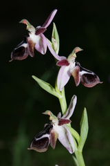 Ophrys reinholdii reinholdii