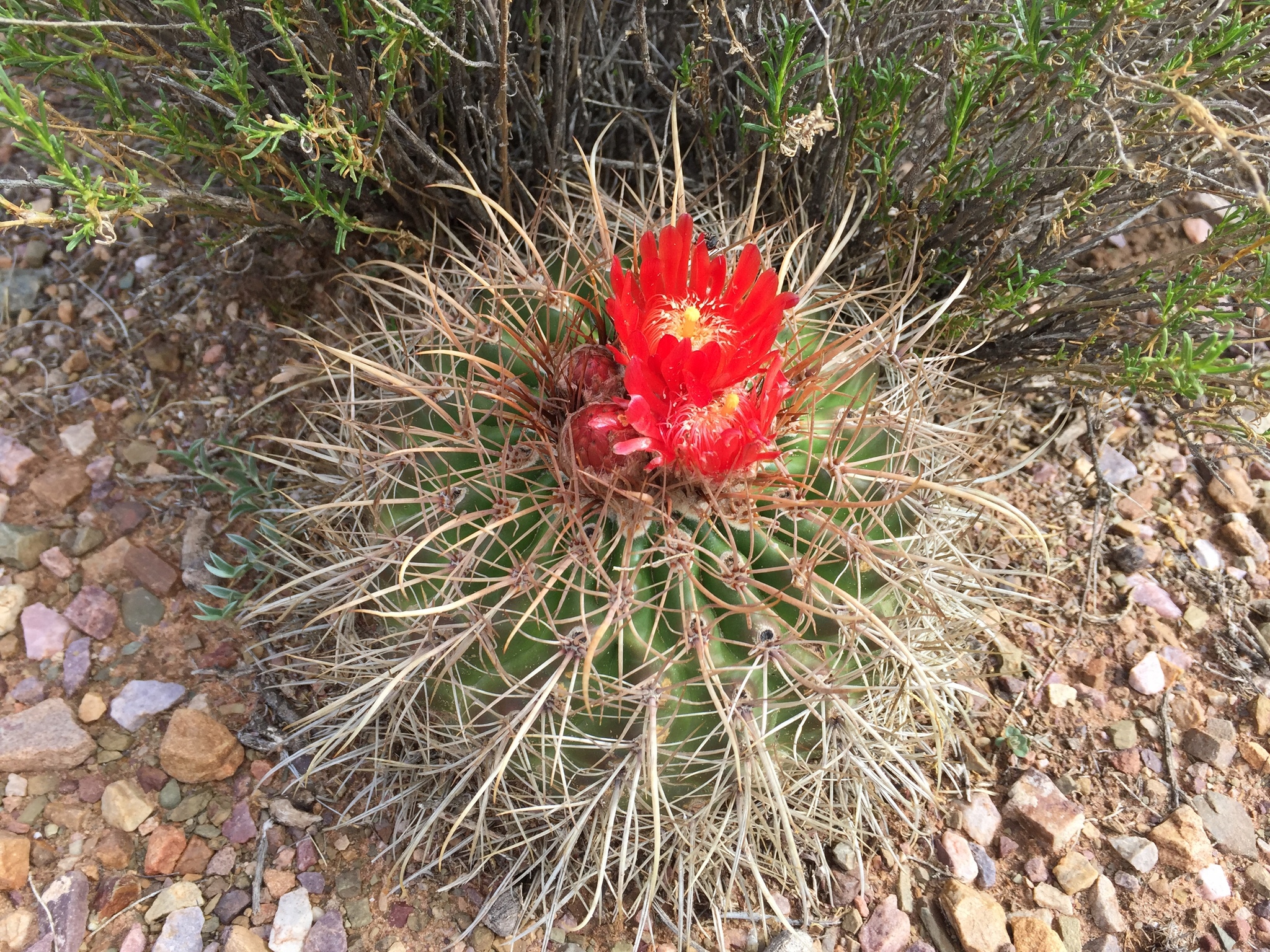 Parodia maassii