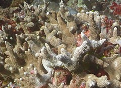 Porites nigrescens