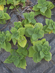Boehmeria splitgerbera
