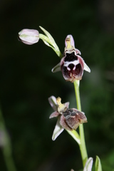 Ophrys reinholdii reinholdii