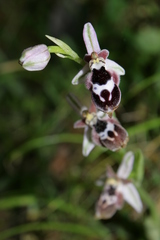 Ophrys reinholdii reinholdii