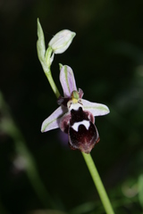 Ophrys reinholdii reinholdii