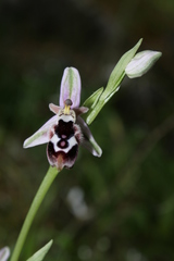 Ophrys reinholdii reinholdii