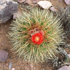 Parodia maassii