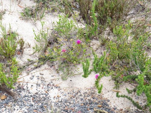 Image of Lampranthus tenuifolius by (c) Jeremy Gilmore, some rights reserved (CC BY)