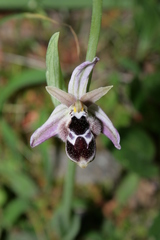 Ophrys reinholdii reinholdii