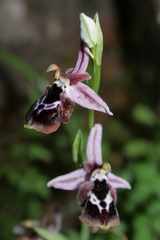 Ophrys reinholdii reinholdii