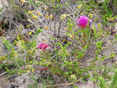 Lampranthus tenuifolius