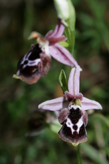 Ophrys reinholdii reinholdii
