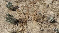 Astragalus douglasii perstrictus