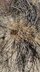 Astragalus douglasii perstrictus