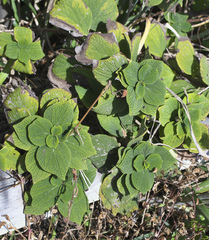 Boehmeria splitgerbera