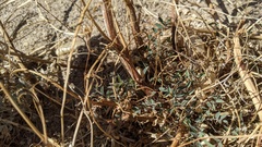 Astragalus douglasii perstrictus