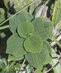 Boehmeria splitgerbera