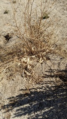 Astragalus douglasii perstrictus