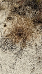 Astragalus douglasii perstrictus