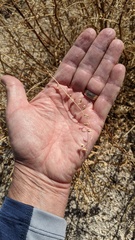 Astragalus douglasii perstrictus