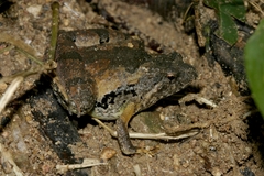 Microhyla berdmorei