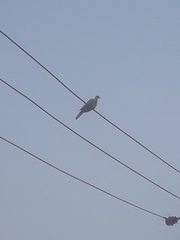 Streptopelia senegalensis