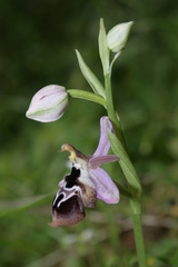 Ophrys reinholdii reinholdii