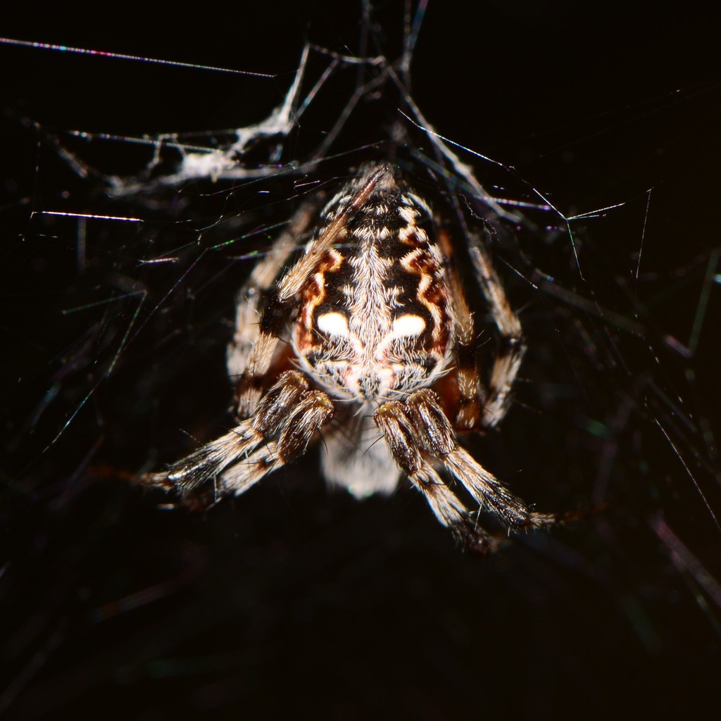 Metepeira spinipes (Checklist of Spiders of San Diego County) · iNaturalist