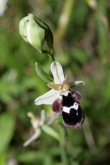 Ophrys reinholdii reinholdii
