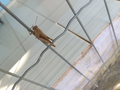 Abracris flavolineata