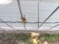 Abracris flavolineata