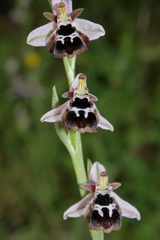 Ophrys reinholdii reinholdii
