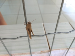 Abracris flavolineata