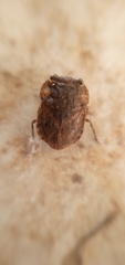 Gelastocoridae