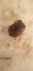 Gelastocoridae