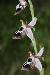 Ophrys reinholdii reinholdii